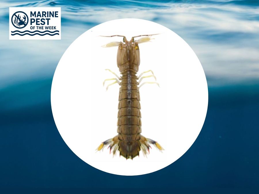 Marine-Pest-of-the-Week-2.jpg