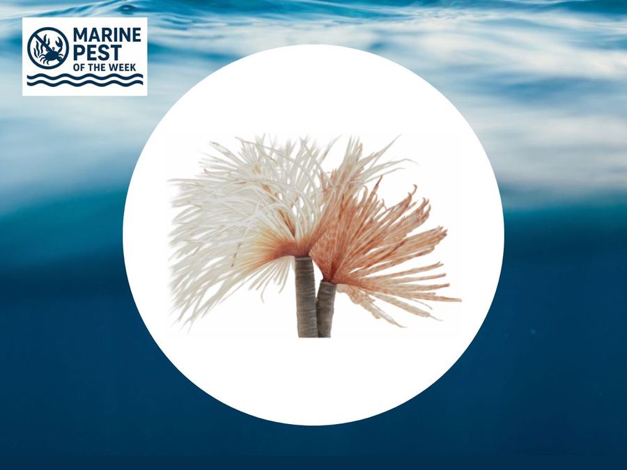 Marine-Pest-of-the-Week-1.jpg