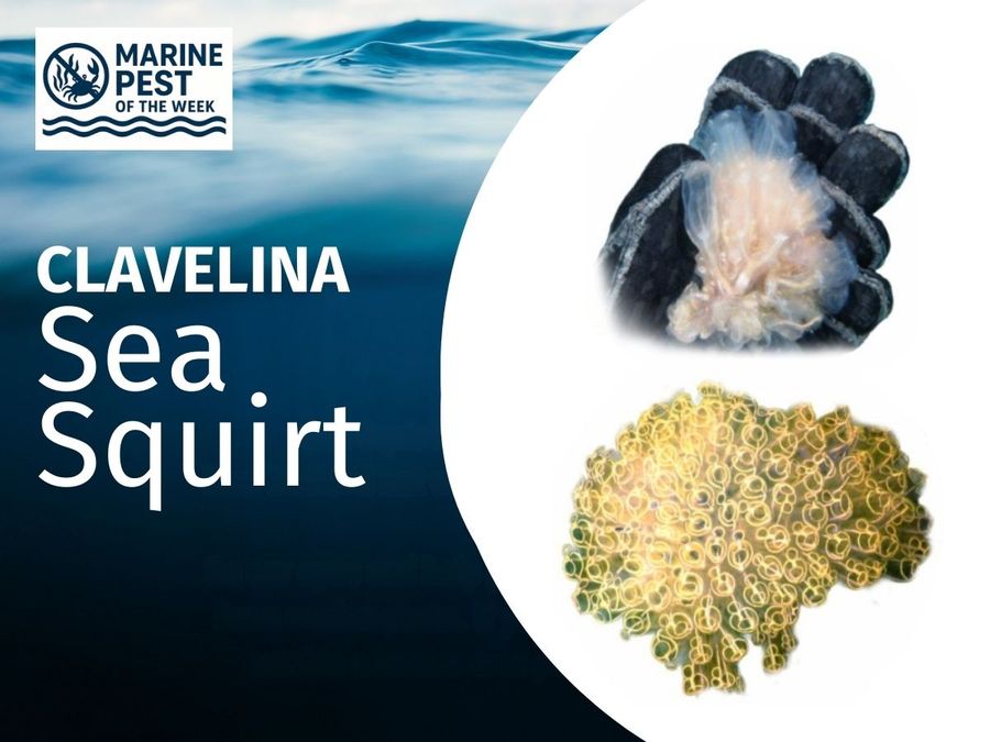 Marine-Pest-of-the-Week-2.jpg