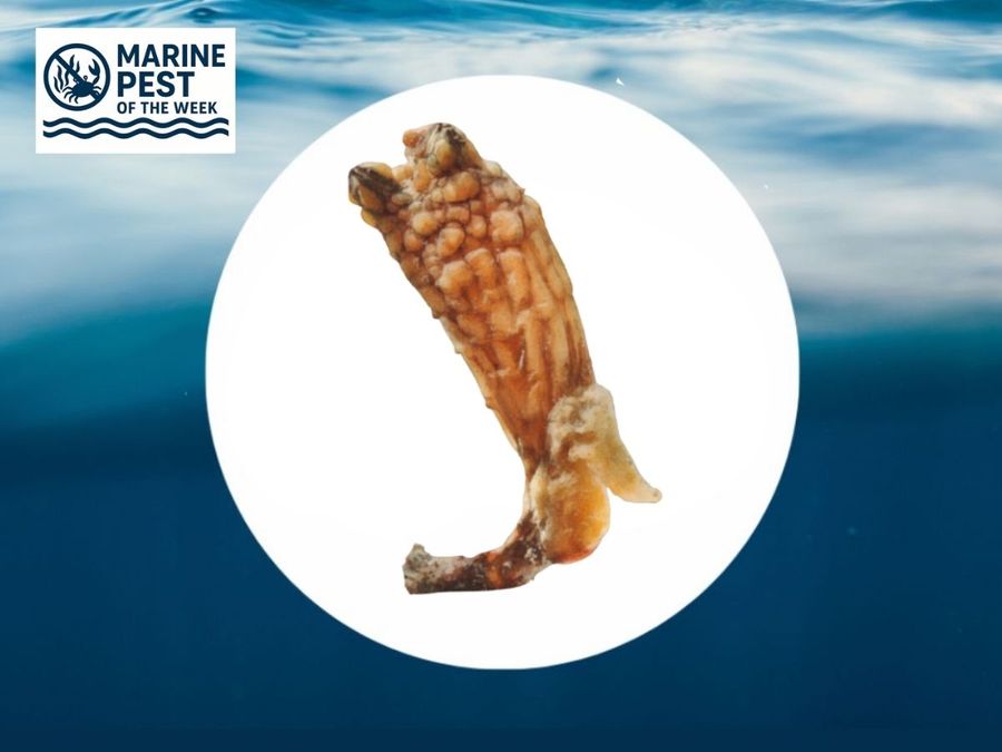 Marine-Pest-of-the-Week-3.jpg