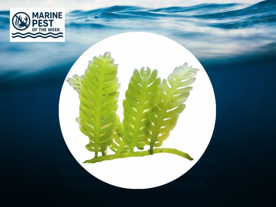 Marine-Pest-of-the-Week.jpg
