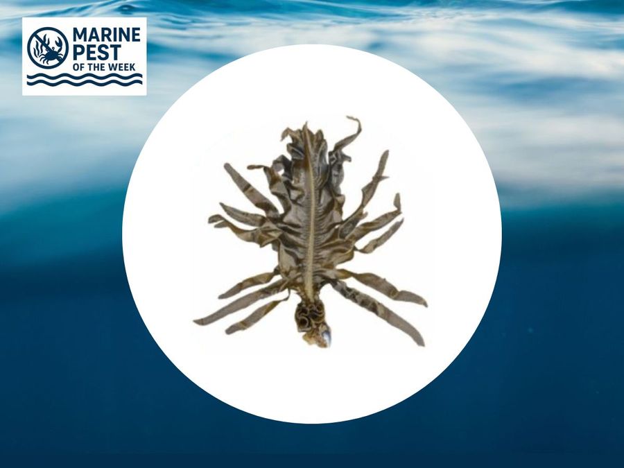Marine-Pest-of-the-Week-Asian-Kelp-Undaria-pinnatifida.jpg