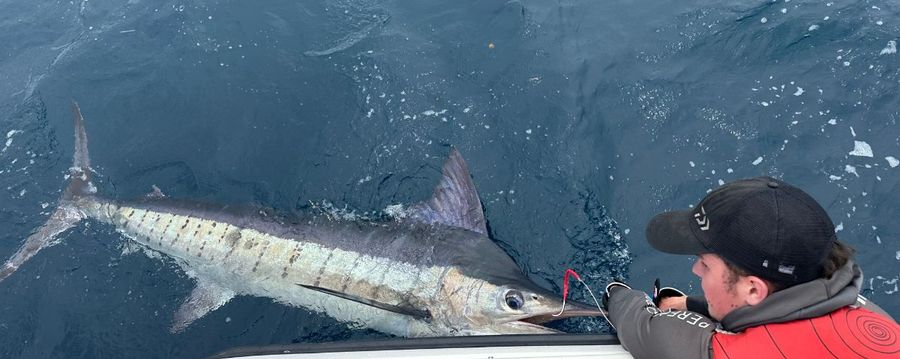 Marlin-reeled-in.-Photo-credit-Daiwa-NZ.jpg