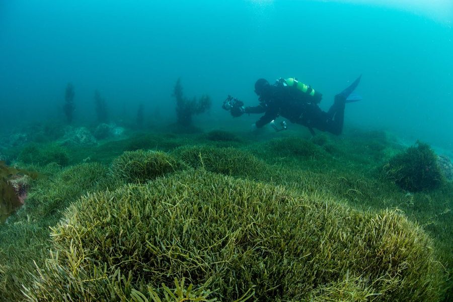NIWA diver working over Caulerpa bed - Photo credit NIWA
