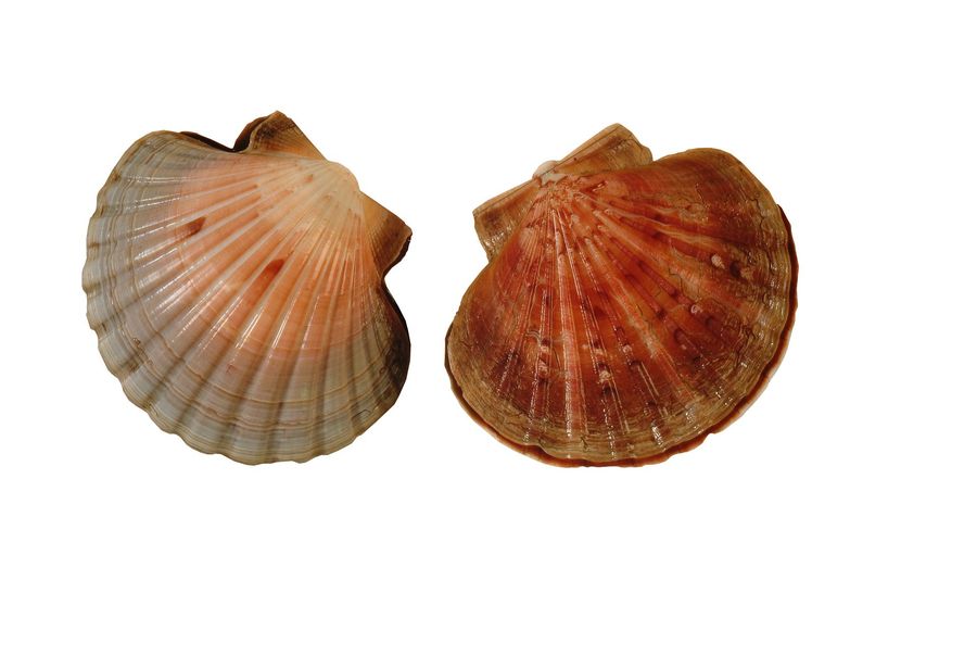 New-Zealand-Scallops.-Photo-credit-Seafood-NZ.jpg