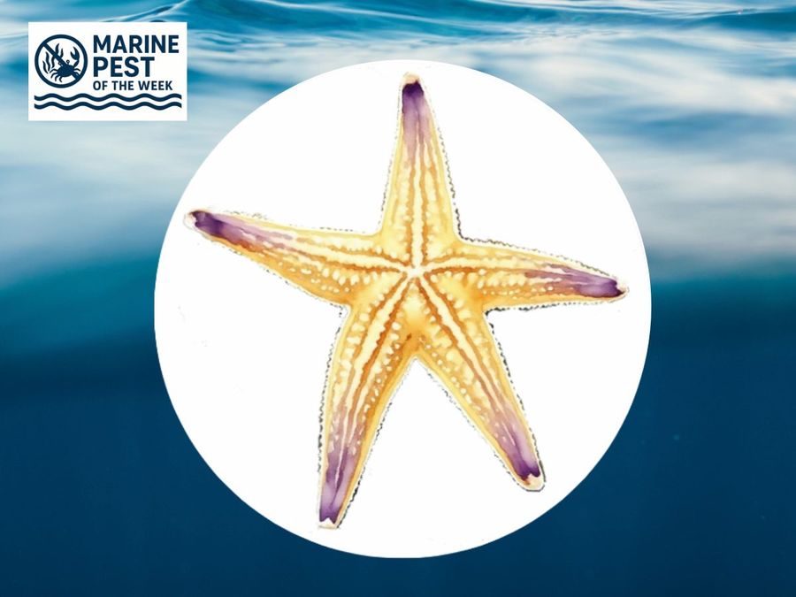 Northern-Pacific-Sea-Star-Asterias-amurensis.jpg