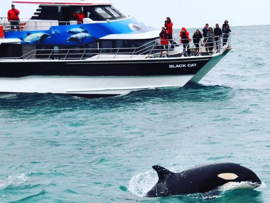 Photo-credit-Black-Cat-Cruises.jpg