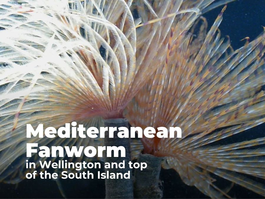 Photo-credit-Mediterranean-fanwork-by-S-Wilkins-NIWA.webp.jpg