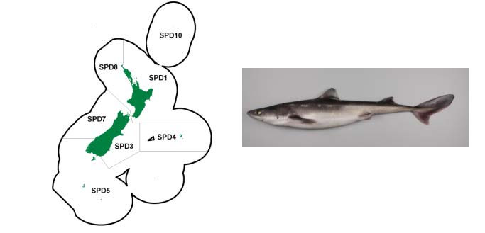 Quota-Management-Areas-QMAs-for-spiny-dogfish-SPD.jpeg
