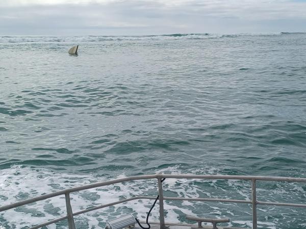Raglan Bar with boat overturned December 1 where three people were saved by Raglan Life Guard Service and Raglan Coastguard.