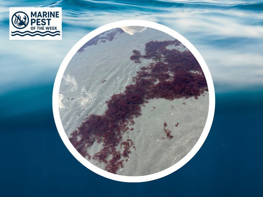 Red-seaweed-1.jpg