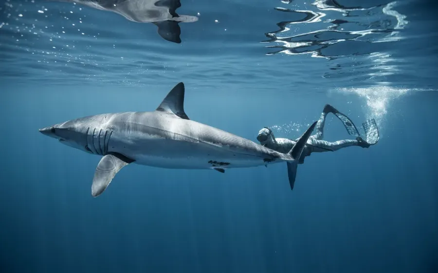 Riley-Sharkman-Elliott-swimming-with-a-mako-shark.-Photo-Amber-Jones-.webp