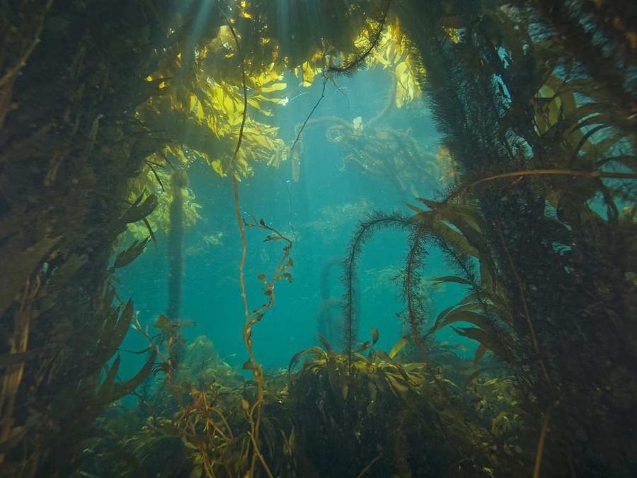Seaweed