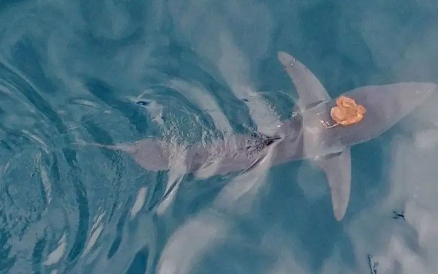 The Sharktopus - a shark give a ride to an octopus in the Hauraki Gulf. Photo credit: University of Auckland screenshot