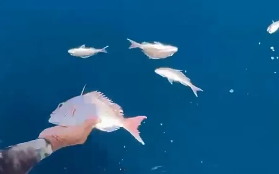 Small-snapper-found-floating-in-the-Hauraki-Gulf-on-5-January-by-a-group-out-spear-fishing-off-Great-Barrier-Island.-Photo-Darren-Shields-Screenshot-.webp