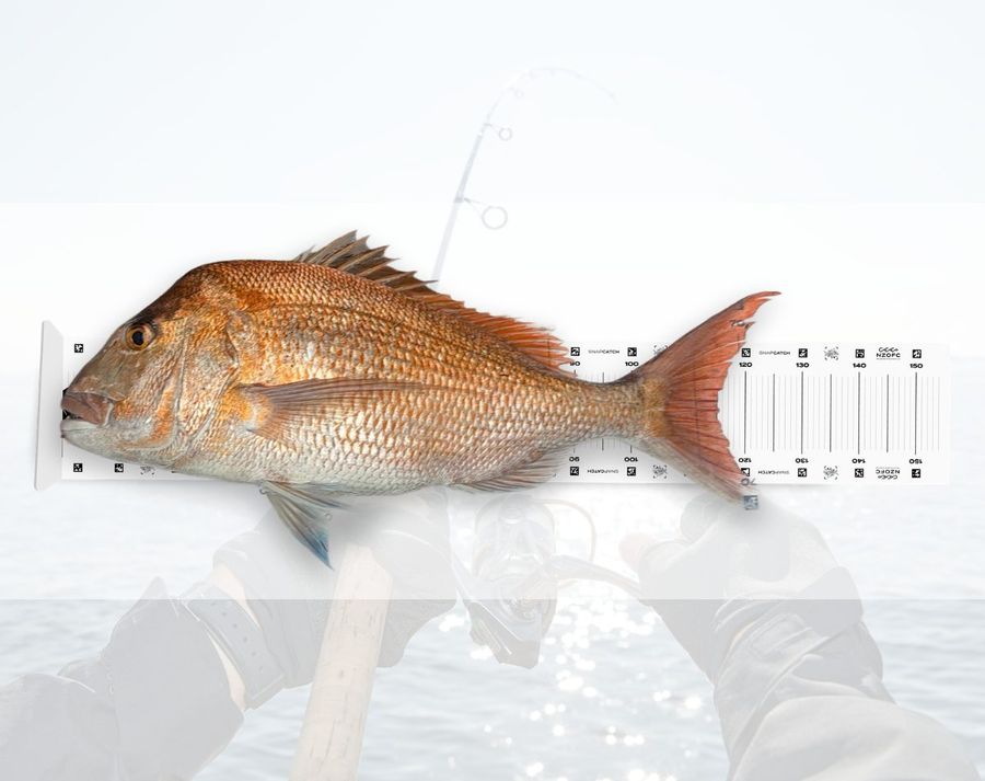 SnapCatch-Fishing-Competition-launches-Catch-–-Snap-–-Compete-–-Connect.jpg