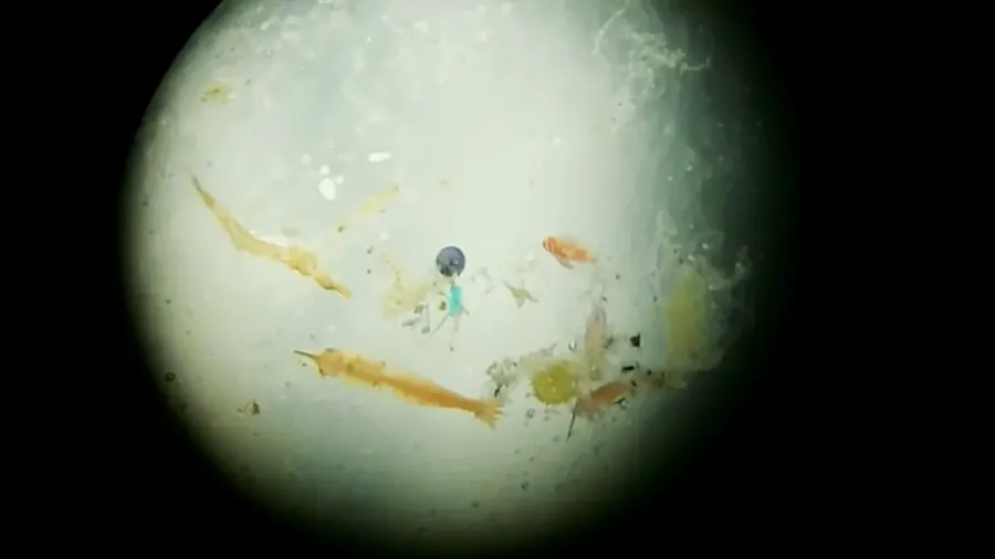 Some-plastic-pollution-under-a-microscope.-Kiwi-joins-all-female-voyage-to-tackle-plastics-problem-in-the-Pacific-Photo-credit-eXXpedition.webp
