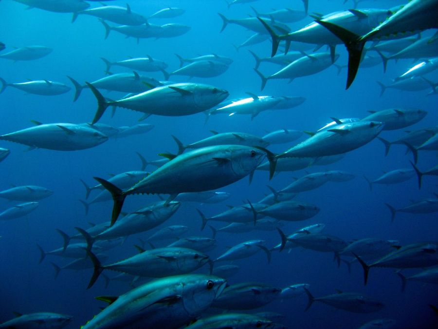 Southern Bluefin Tuna pre-season 2025 seminar series