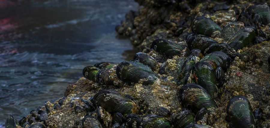 Southland seafood company fined for biosecurity breaches