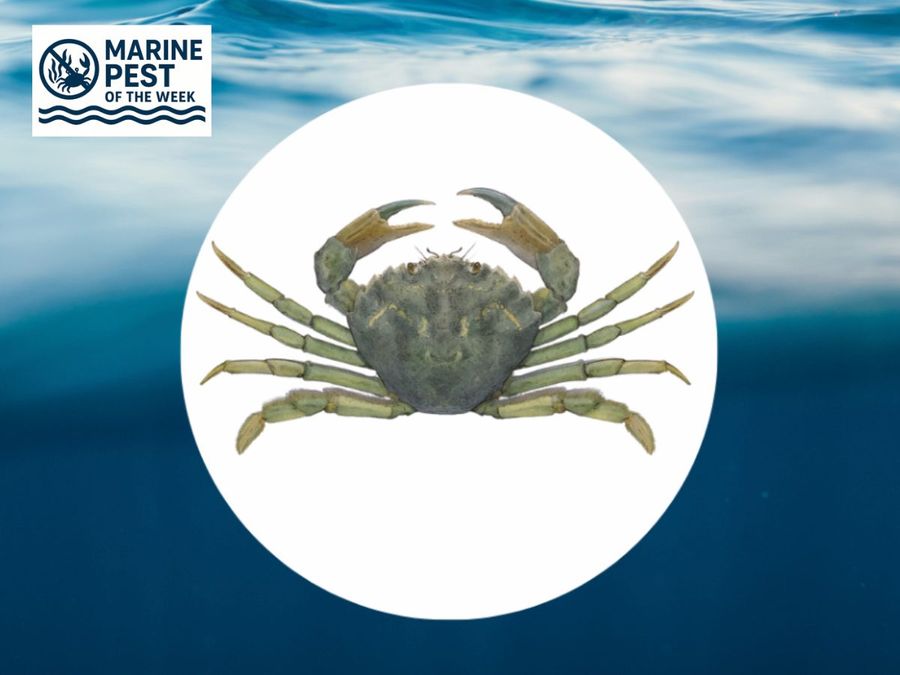 THE-EUROPEAN-SHORE-CRAB-.jpg