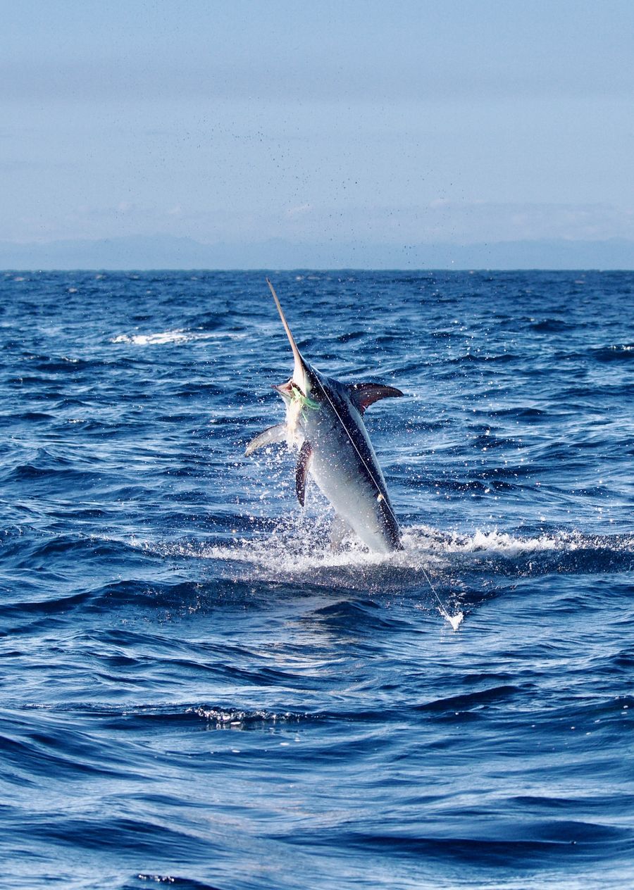 The-Broadbill-Swordfish-Photo-credit-Waihau-Bay-Sport-Fishing-Club.jpg