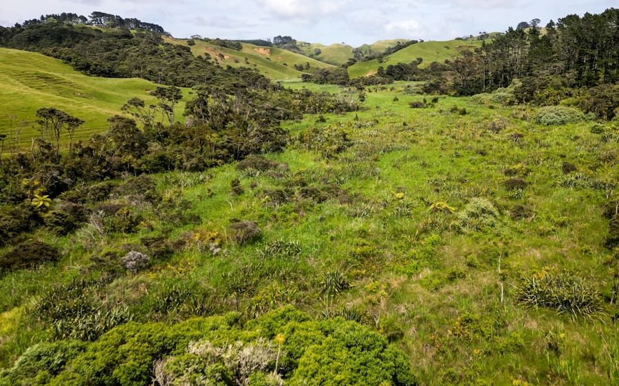 The-area-in-Helensville-where-they-were-found.-Photo-Nick-Monro-.jpeg