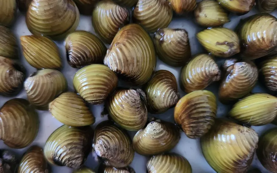 The-invasive-gold-clams.-Photo-Supplied-MPI-.webp