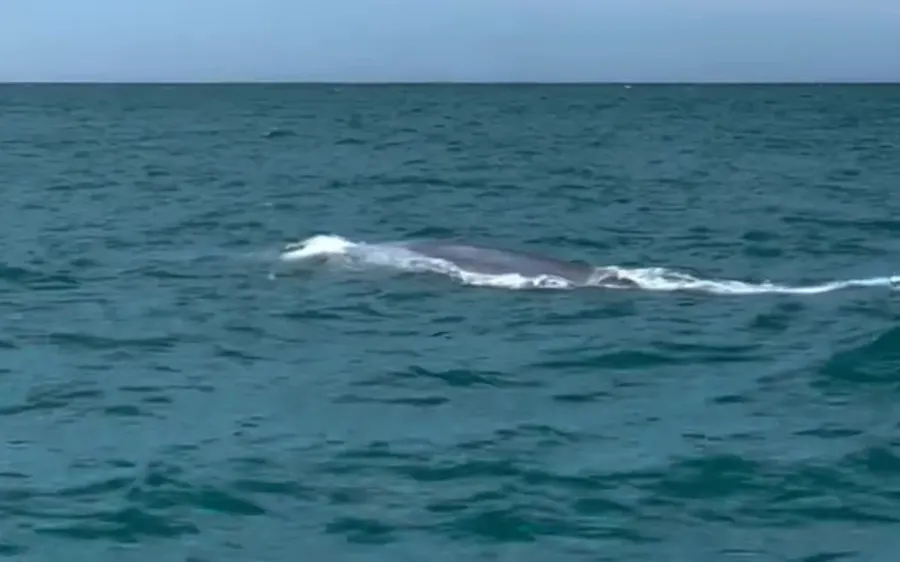 The-sighting-was-filmed-by-an-onlooker-Photo-Sinclair-Lannucci-supplied.webp