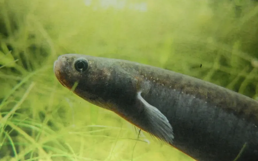 The-wetlands-where-the-mudfish-live-are-diminishing.-Photo-Nick-Monro-.webp