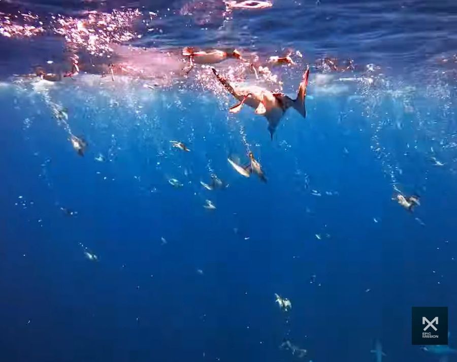 Three-Kings-spearfishing-trip_-chasing-kingfish-at-New-Zealands-edge-2.jpg