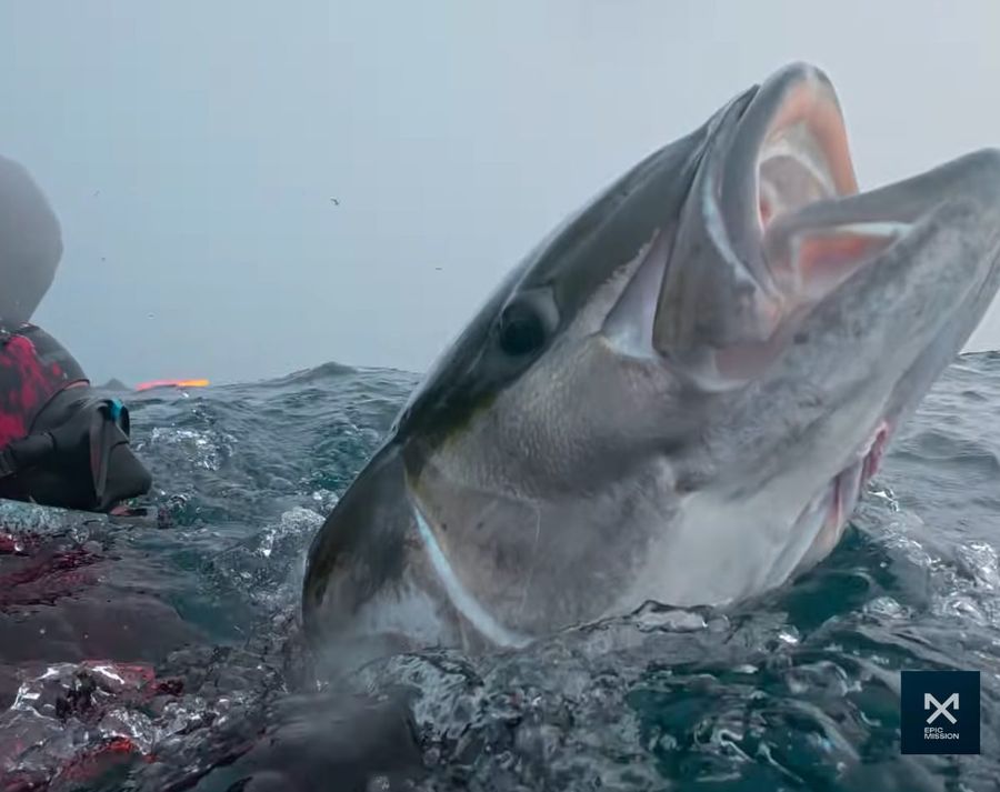 Three-Kings-spearfishing-trip_-chasing-kingfish-at-New-Zealands-edge-8.jpg