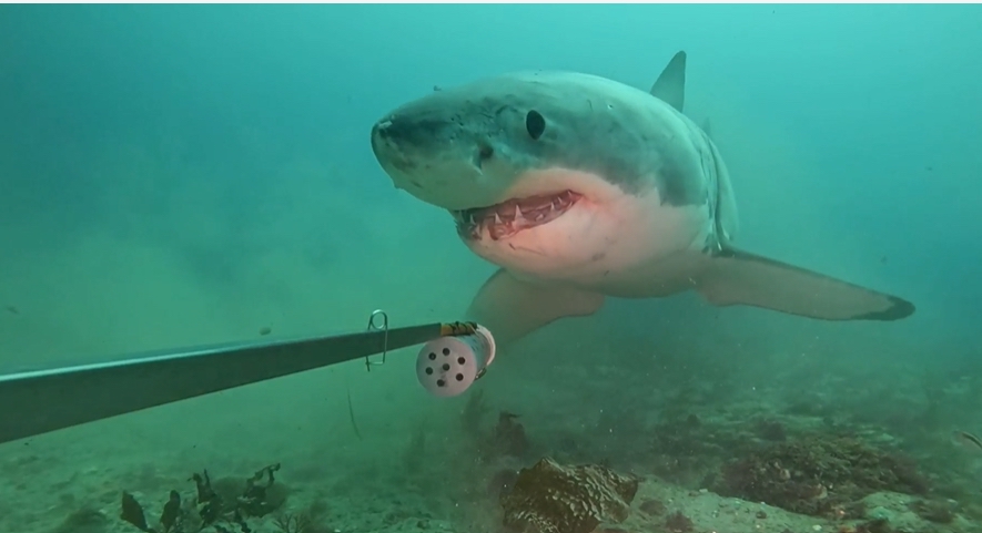 Video screen grab from BRUV_Male White Pointer Shark