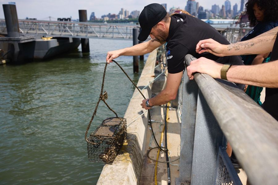 Blair placed an oyster habitat back into the harbour. Photo credit: SailGP media