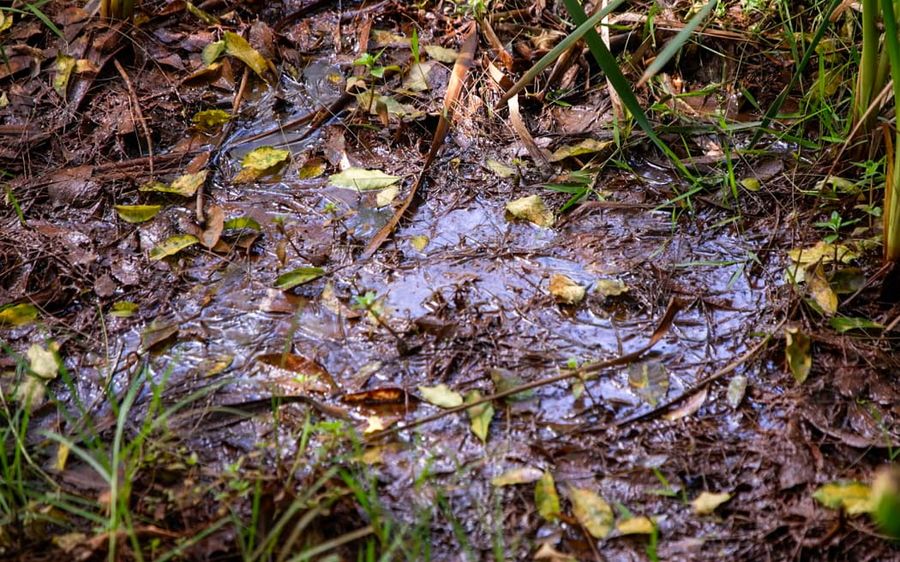 Where-the-mudfish-were-discovered.-Photo-Nick-Monro-.jpeg