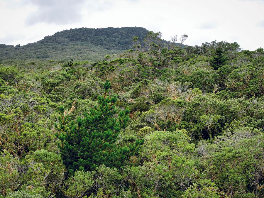 Wilding-Pine-image-Rangitoto_1.jpg