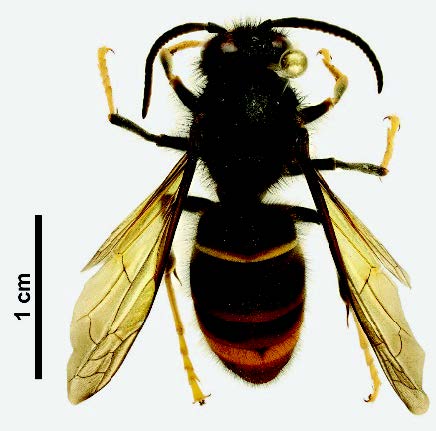 Yellow-legged-hornet-Photo-Biosecurity-New-Zealand-Plant-Health-Environment-Laboratory.jpeg
