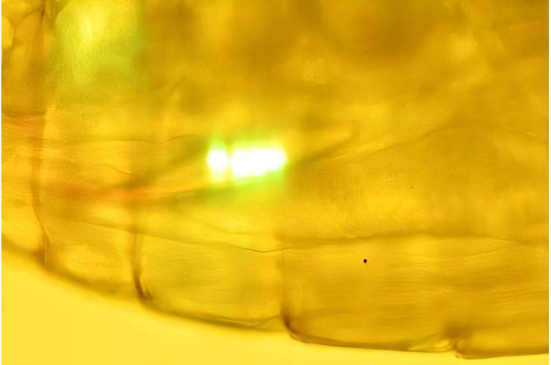 biological-pumps-how-z.jpg