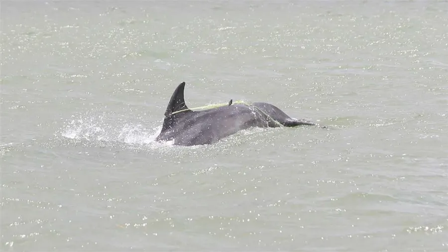 entangled-dolphin-hero