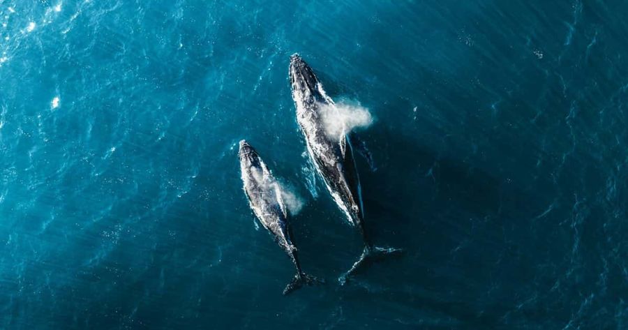 A whale surfaces near a vessel on open water.