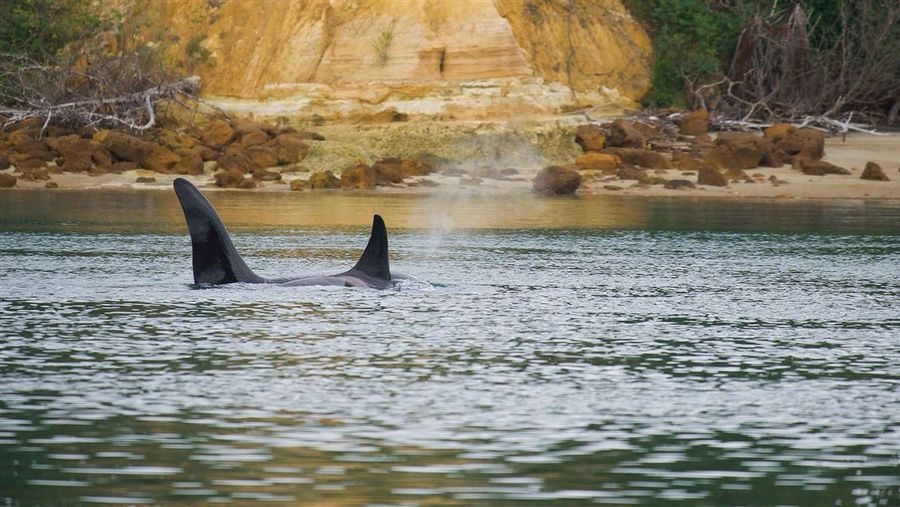 orca-1920.jpg