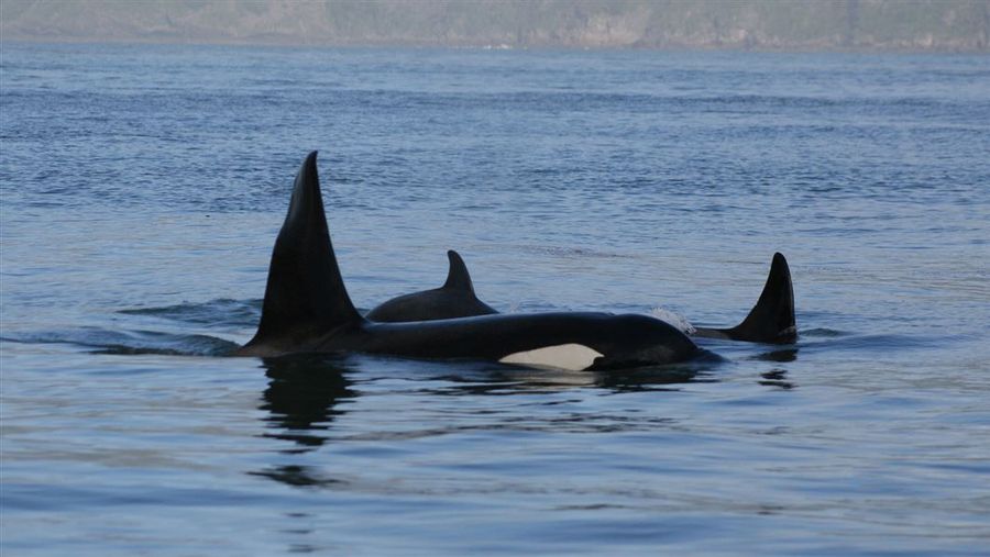 Orca pod. Photo credit: DOC