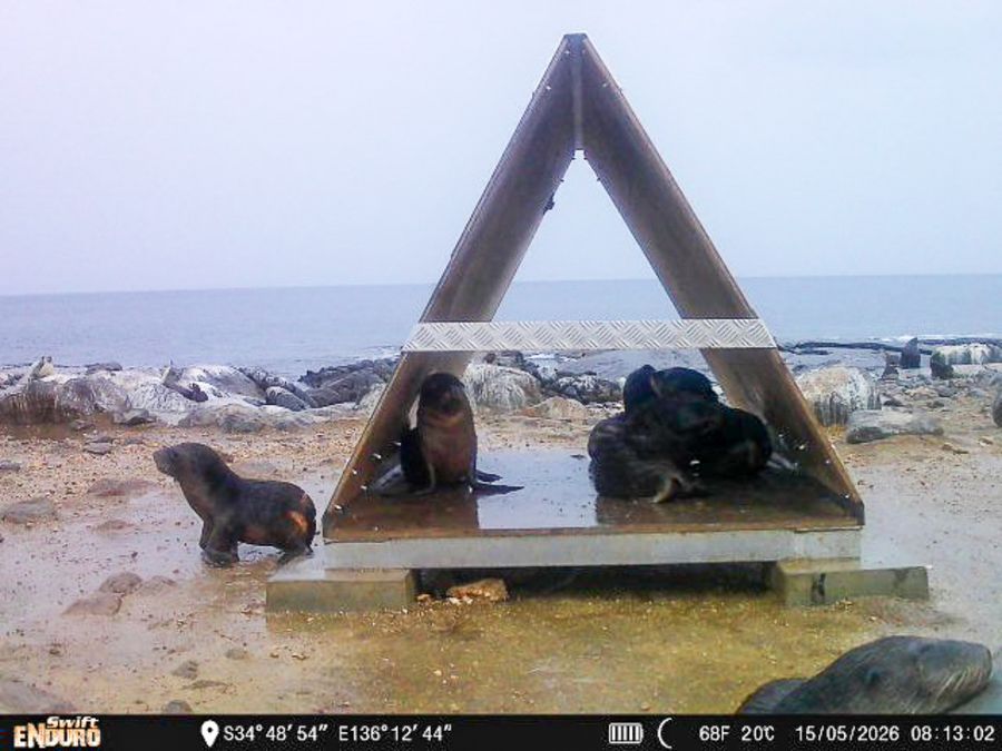 Sea Shepherd's island-hopping boat uncovers eight unknown sea lion colonies, 15 July 2026