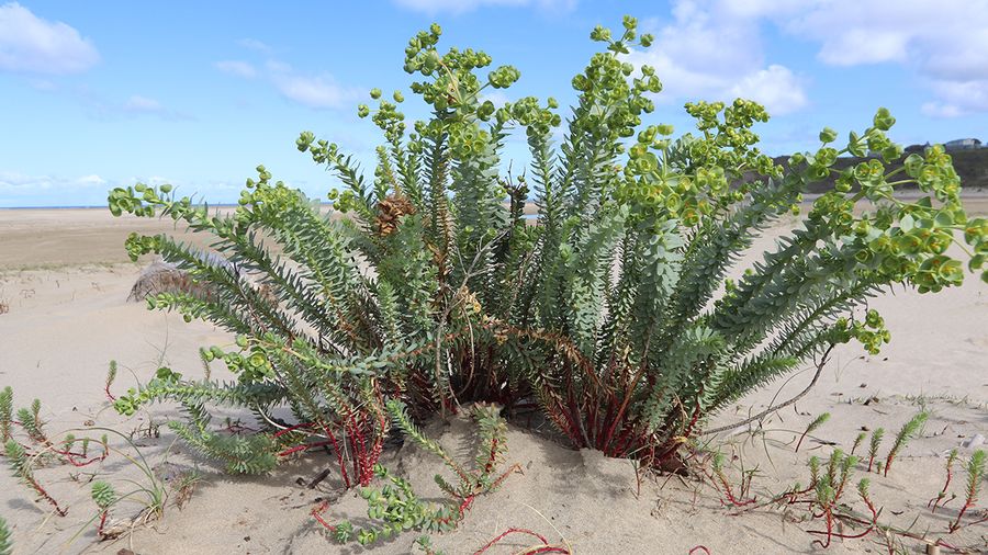 sea-spurge-flowering-adult-plant-and-seedlings-2024011_1200.jpg