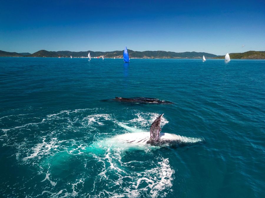 Whales put in an appearance alongside the fleet at ABRW